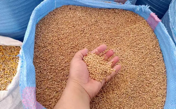 المغرب يمدد دعم واردات القمح اللين لضمان استقرار السوق المغربية