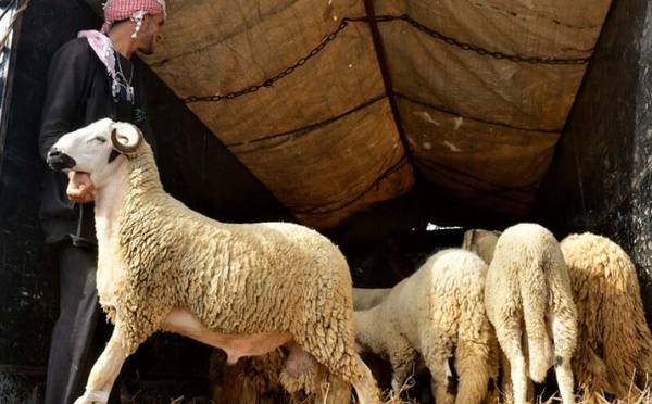 رغم منع الشعيرة.. كثافة الطلب على اللحوم الحمراء تُشعل الأسواق المغربية