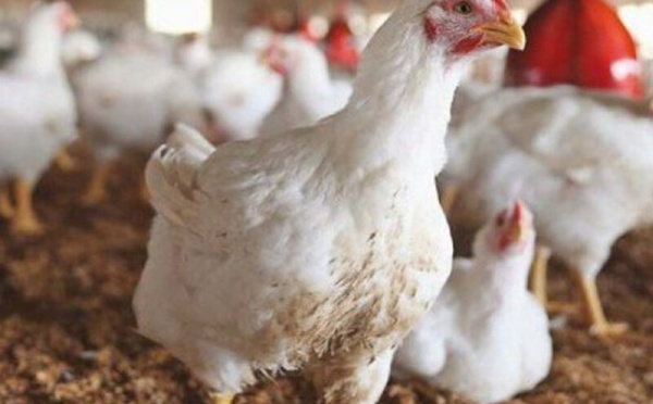 أسعار الدجاج تتراجع.. والغلاء ما زال مستمرًا