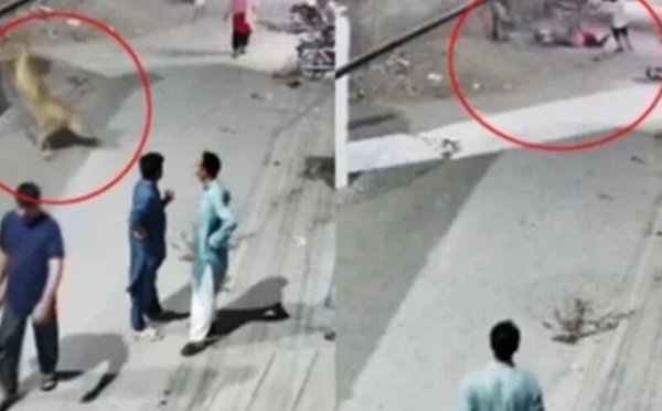 حادثة أسد هارب في لاهور تُشعل الجدل حول تربية الحيوانات المفترسة في المناطق السكنية