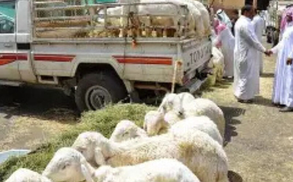 تسجيل ارتفاع في أعداد رؤوس الماشية على الصعيد الوطني