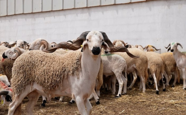 ارتفاع أعداد الماشية بالمغرب إلى أكثر من 32 مليون رأس ضمن خطة لتعزيز السيادة الغذائية