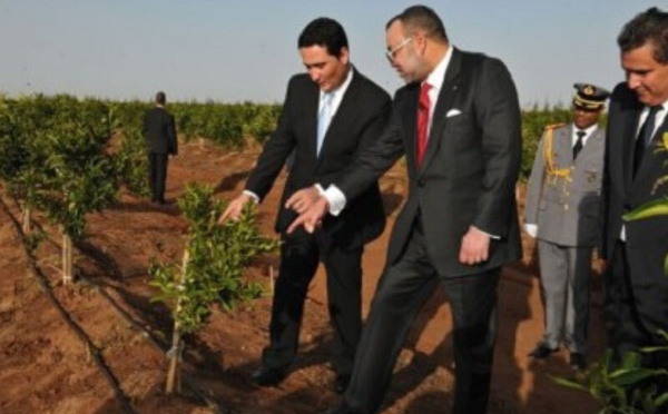 مبادرات ملكية وبرامج حكومية لإعادة تشكيل القطيع الوطني ومواجهة آثار الجفاف