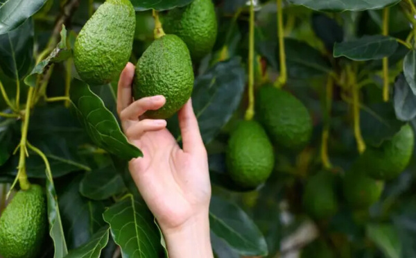 جدل حول خسائر الأفوكادو في المغرب 