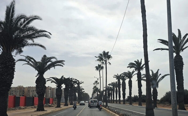 هيمنة النخيل الرومي بالمحمدية تثير الجدل.. وجمعيات تطالب بتشجير إيكولوجي بديل