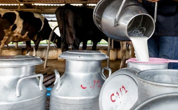 الجفاف وغلاء الأعلاف يهددان استقرار سوق الحليب بالمغرب رغم الاكتفاء في الزبدة