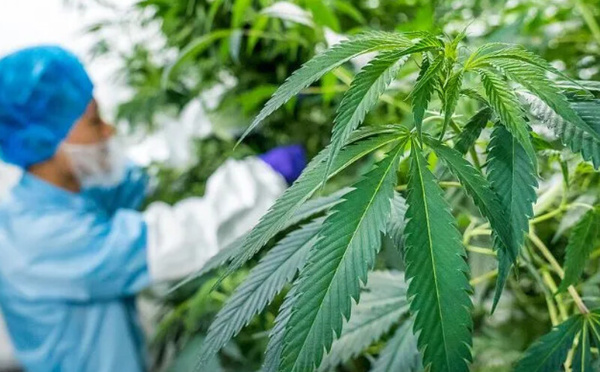 المغرب يضاعف مساحات زراعة القنب الهندي إلى 4751 هكتارًا في 2025