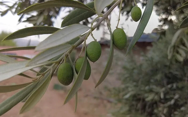 تفاؤل في إنتاج الزيتون بالمغرب.. توقعات بزيادة تتجاوز 75% هذا الموسم