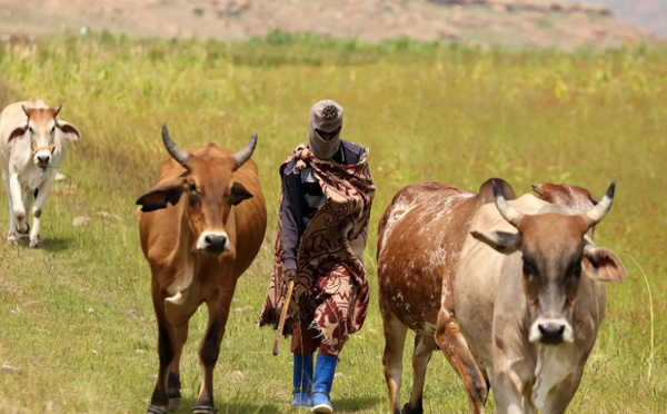 جنوب إفريقيا تواجه تفشياً جديداً لمرض الحمى القلاعية في الماشية