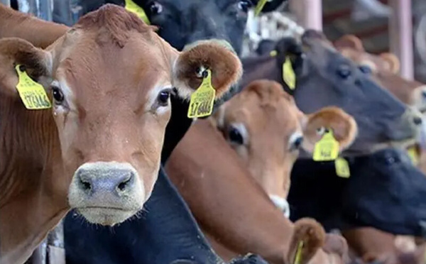 إسبانيا تعلق تصدير الأبقار الحية إلى المغرب بعد ظهور بؤر التهاب الجلد العقدي