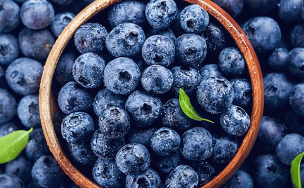 المغرب يعزز حضوره في سوق التوت الكندي بعد نمو صادراته إلى 1900 طن