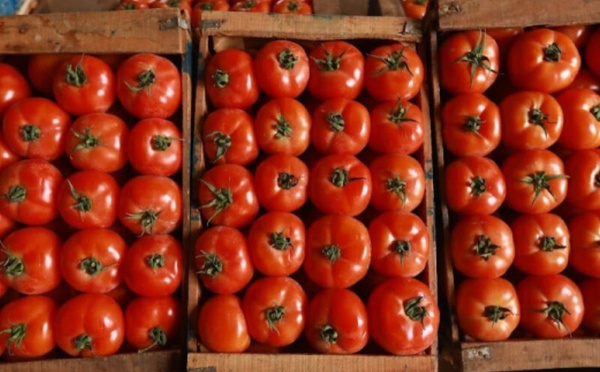 الطماطم المغربية تغزو الأسواق الإسبانية بأكثر من 127 مليون كيلوغرام خلال عام واحد