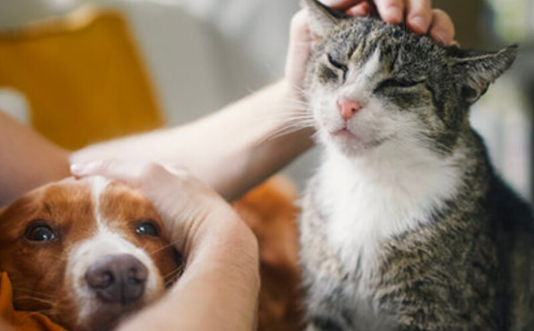 قصة حب هندية تنتهي بالطلاق بسبب عراك بين كلب وقطة