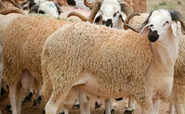 دعم مباشر غير مسبوق لمربي الماشية في المغرب بميزانية 13 مليار درهم