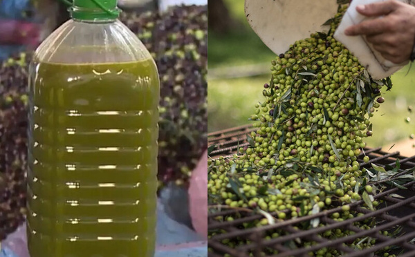 وزير الفلاحة : ارتفاع إنتاج الزيتون سينعكس بانخفاض الأسعار على المستهلك