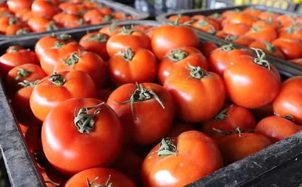 تقرير فرنسي: أكثر من ثلث الطماطم المستوردة من المغرب وإسبانيا تحتوي على مبيدات ضارة