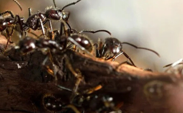النمل يتقن "التباعد الاجتماعي" قبل البشر: كيف تحمي أعشاشه من الأمراض؟