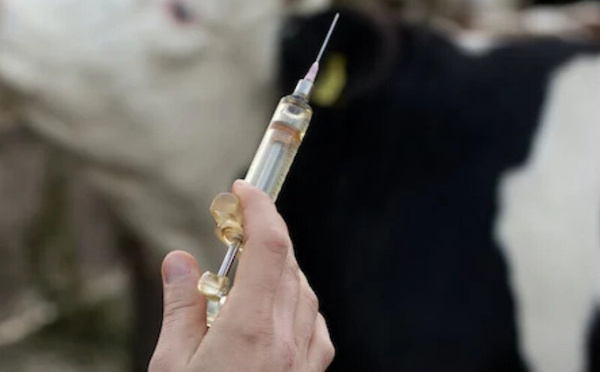 وزارة الصحة المغربية تعمل على تنظيم بيع الأدوية البيطرية