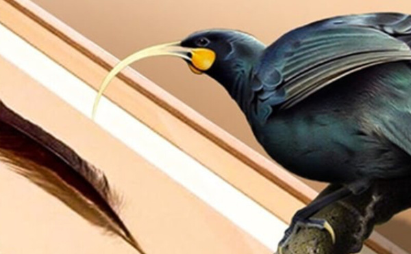 بيع ريشة نادرة لطائر منقرض في نيوزيلندا بـ46 ألف دولار… أغلى ريشة في العالم