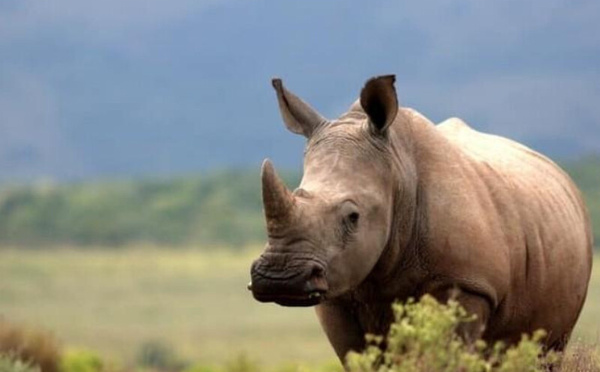 وحيد القرن… كنز الطبيعة المهدد بالاندثار