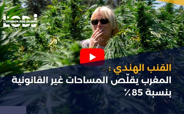 القنب الهندي: المغرب يقلّص المساحات غير القانونية بنسبة 85٪