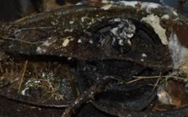 عش طائر داخل مروحة شفط يتسبب في حريق داخل شقة بأمريكا