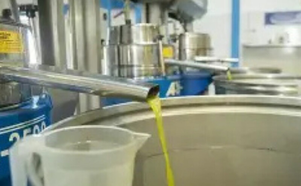 مراقبة جودة زيوت الزيتون: حماية المستهلك وضمان سلامة القطاع الغذائي