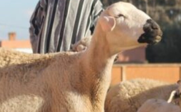 580 ألف مربي ماشية يستفيدون من الدعم المباشر ب2,42 مليار درهم