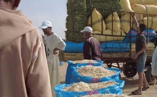ارتفاع أسعار الأعلاف يثير قلق الكسّابة المغاربة رغم صرف الدعم الحكومي