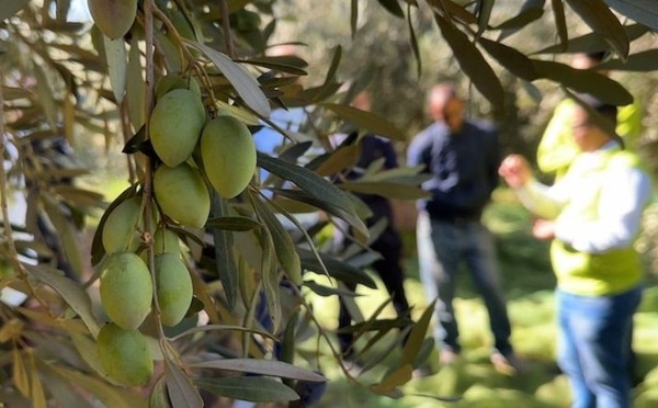 بني ملال.. نتائج غير مسبوقة لمنصات “المثمر” للزيتون بأم البخت تؤكد نجاعة الفلاحة المستدامة