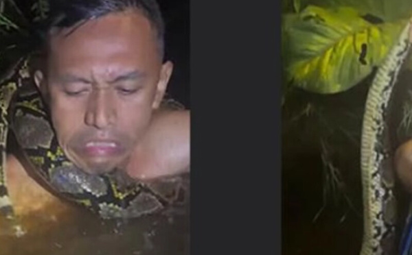 نجات مرشد سياحي في إندونيسيا بعد هجوم ثعبان ضخم على نهر بورنيو