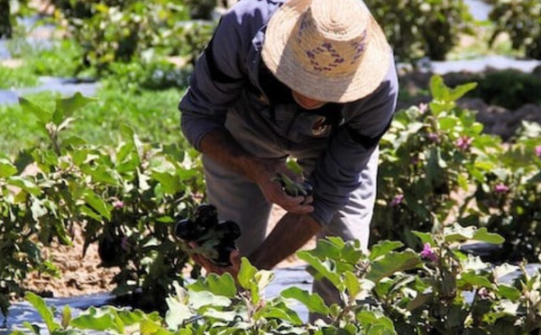 تساقطات مطرية وثلجية تبعث الأمل في موسم فلاحي واعد بالمغرب
