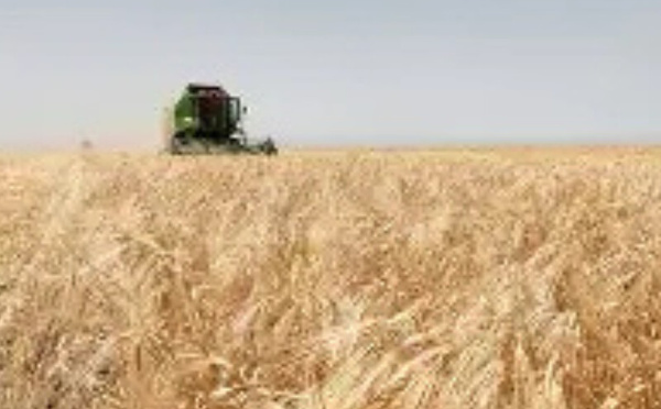 المغرب ضمن أكبر مستوردي الحبوب عالميًا: أهمية استراتيجية وطنية للأمن الغذائي