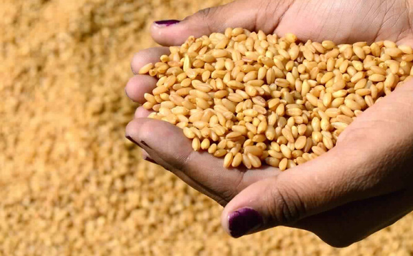 تقرير وزارة الزراعة الأمريكية : المغرب رائد إقليمي في استيراد الحبوب وسط أزمة إنتاج محلي