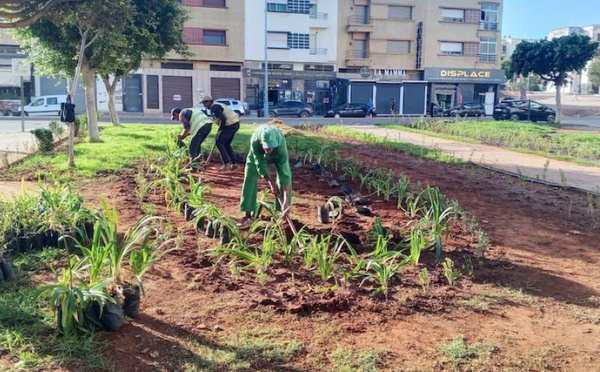 المحمدية تعود إلى لقب "مدينة الزهور" بحملة تشجير واسعة لتعزيز الجمالية البيئية