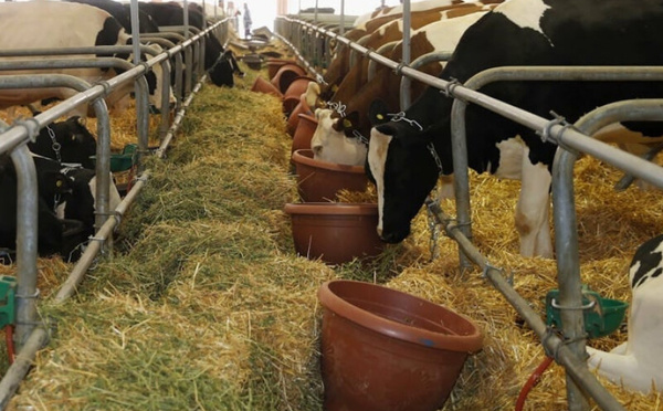 جدل حول جودة الأعلاف بالمغرب: مزارعون يرفعون شكوى للوزارة وتدخل رسمي لمراقبة الأسعار