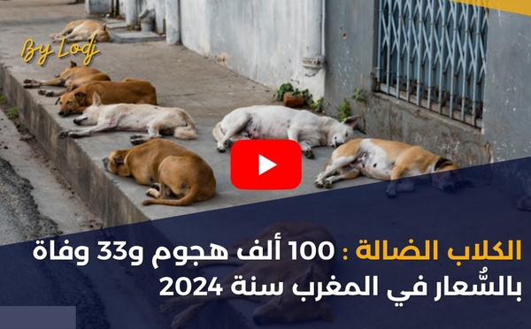 الكلاب الضالة : 100 ألف هجوم و33 وفاة بالسُّعار في المغرب سنة 2024