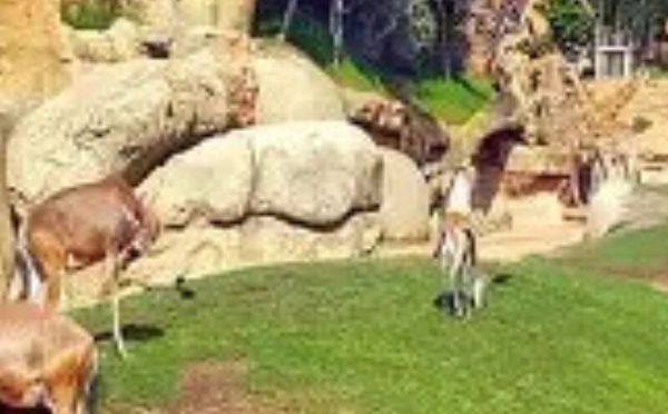 إعادة افتتاح حديقة حيوان عين السبع في 22 ديسمبر بعد أعمال تجديد واسعة