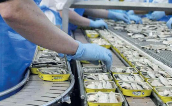 المغرب يعزز مكانته العالمية في صناعة السردين المعلب: أكثر من 150 ألف طن سنوياً للأسواق الدولية