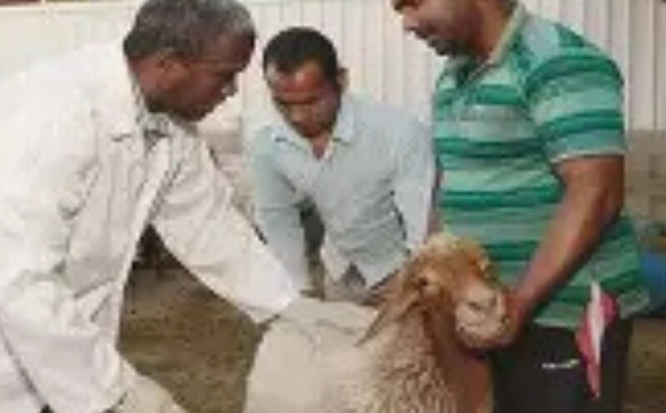 تقدم ملحوظ في برنامج إعادة تكوين الثروة الحيوانية بالمغرب: 32,8 مليون رأس مسجلة