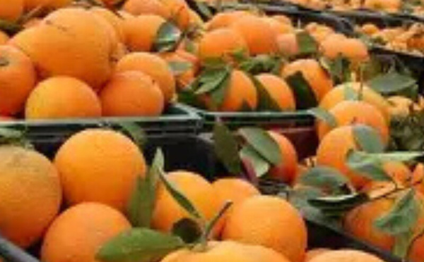 المغرب يسجل رقماً قياسياً في صادرات المندرين إلى ألمانيا