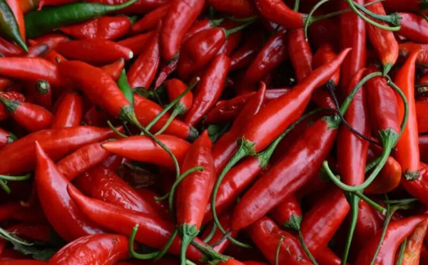 رفض أوروبي جديد للصادرات المغربية : هل تكفي بلاغات لونسا "المطمئنة" لمواجهة المخاطر المتزايدة على سمعة الفلاحة الوطنية؟