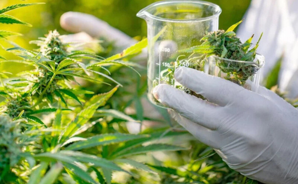 دراسة أمريكية: استخدام القنب الطبي يفتقر إلى أدلة علمية قوية