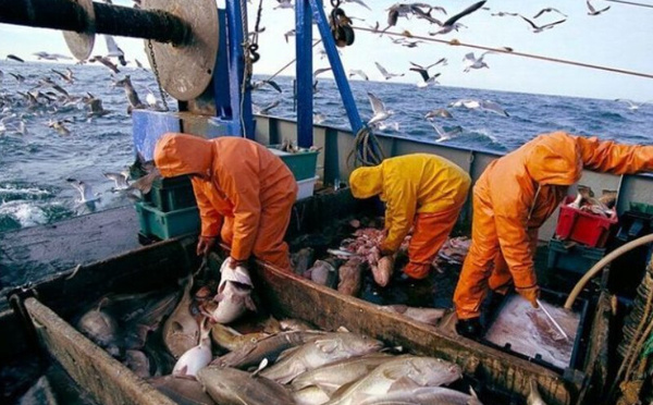 ميناء الناظور يسجل تراجعاً في كميات الصيد البحري التقليدي