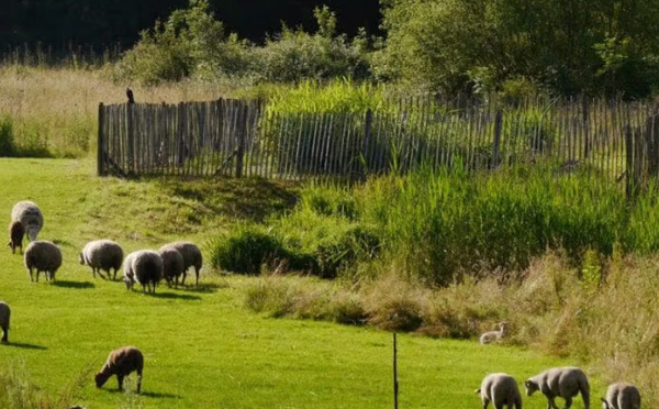 الأمطار الأخيرة في منطقة الدار البيضاء-سطات تفتح آفاقاً واعدة للموسم الزراعي