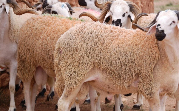 "63٪ أغنام و35٪ ماعز في عملية إعادة تكوين القطيع الوطني بإقليم تاوريرت"