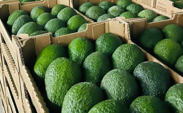صادرات الأفوكادو المغربي تتجاوز 300 مليون دولار وتفتح الباب أمام أسواق جديدة