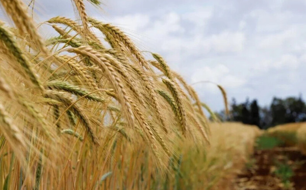تساقطات مطرية مبشّرة تُحيي آمال موسم الحبوب في المغرب