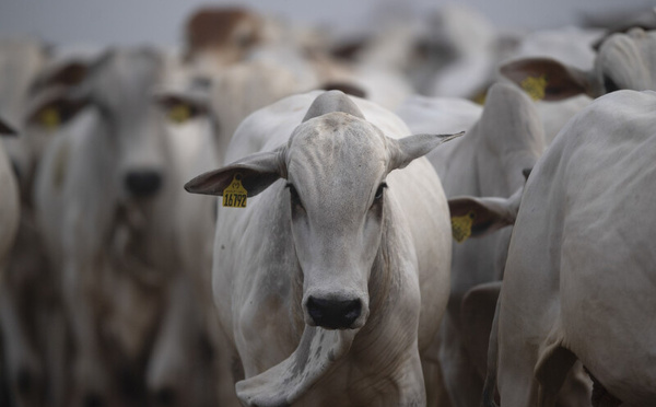المغرب يعزز وارداته من الماشية الحية :  4.600 رأس من البرازيل خلال شهر واحد