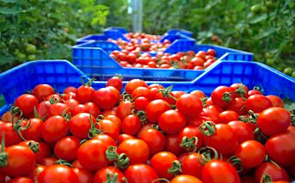 مفاوضات مغربية-بريطانية لإعادة النظر في التعريفات الجمركية للمنتوجات الفلاحية بعد البريكست